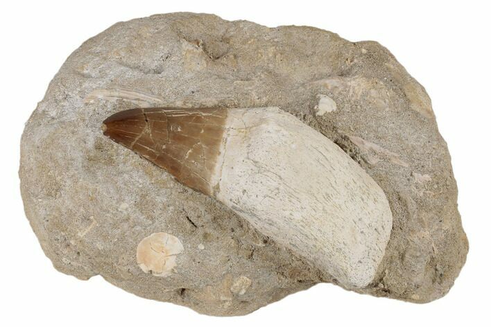 Fossil Rooted Mosasaur (Prognathodon) Tooth In Rock- Morocco #192524